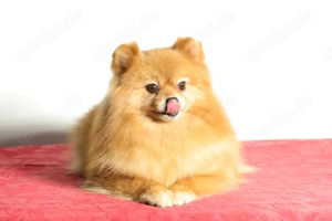 Wunderschöne Pomeranian (Deutscher Zwergspitz) Hündin zum Verkauf