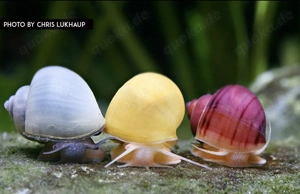 Suche Apfelschnecken in Weiß, lila und blau evtl. Auch in grün 