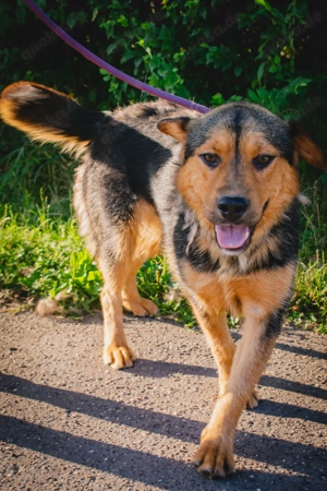 Traumjunge   Roxie   - ist bereit für ein neues Leben 