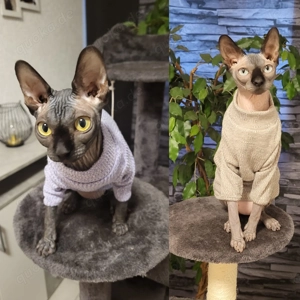 2 sphynx geschwister