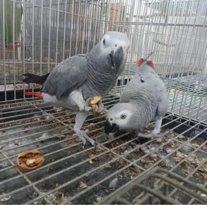 Kontaktieren Sie mich per WhatsApp unter   für weitere Informationen.