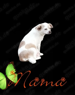 Chihuahua Hündin  Bild 4