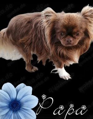 Chihuahua Hündin  Bild 5