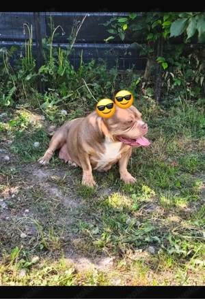american bully pocket