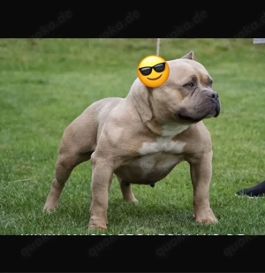 american bully pocket