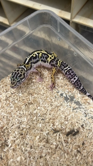 Leopardengecko ca. 1 Jahr alt