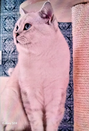 Bkh Deckkater  Bild 4