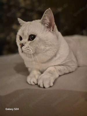 Bkh Deckkater  Bild 3