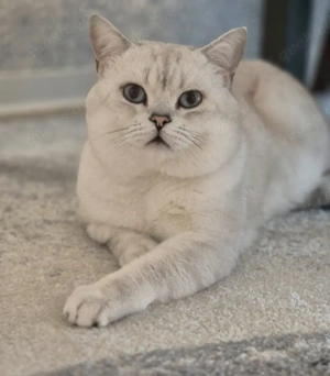 Bkh Deckkater  Bild 2