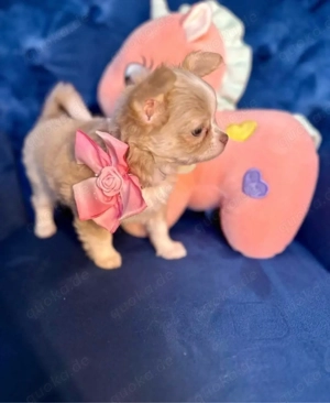 Chihuahua-welpen :1789415077