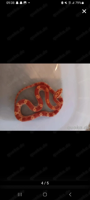 kormnatter sucht liebevolles zuhause