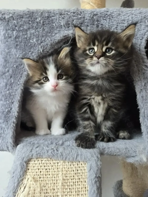Wunderschöne Main Coon Kitten - liebevoll aufgezogen, pärchenweise abzugeben