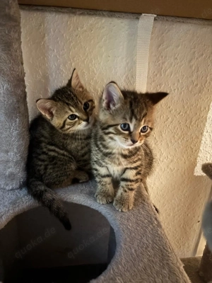 Britische kurzhaar kitten 