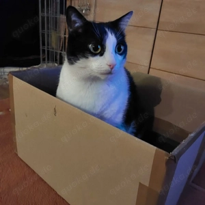 Oscar sucht gemütliches Zuhause # Tierschutz 