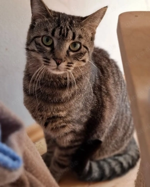 Einstein mein Name, na interessiert? # Tierschutz  Bild 2