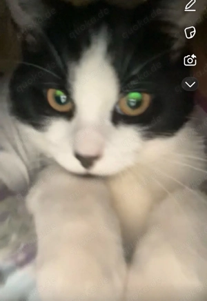 süße katze  Bild 2