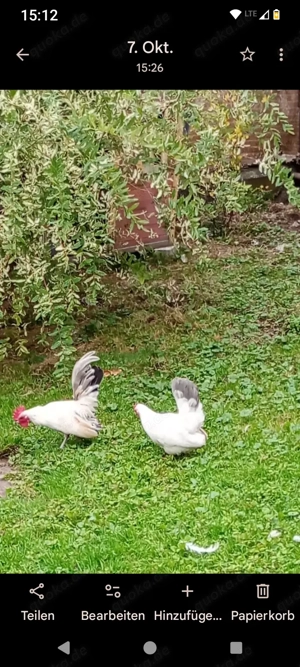 Serama BE ( im Auftrag)