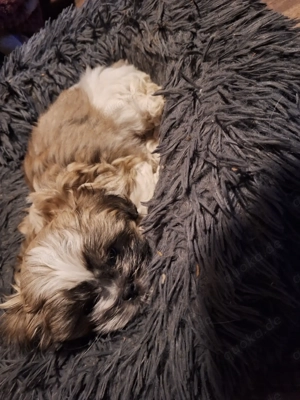 Wellpen shih tzu