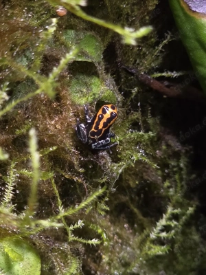 Ranitomeya amazonica "Arena Blanca" Bild 2