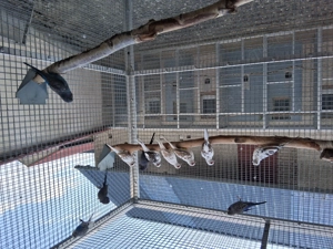 Gescheckte Diamanttauben