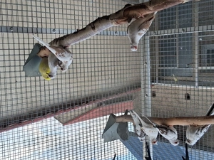 Gescheckte Diamanttauben Bild 2