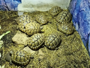 Maurische Landschildkröten NZ 2023