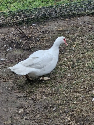 Flugenten Warzenenten 