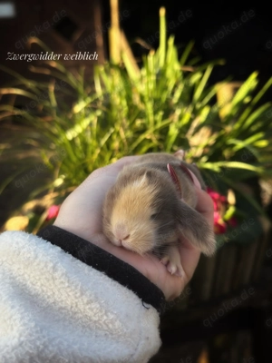 Superzahme Zwergwidder und Löwenköpfchen dürfen reserviert werden. Kaninchen 