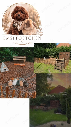Superzahme Löwenköpfchen dürfen bald ausziehen! Kaninchen Zwergkaninchen Löwenzwerge  Bild 5