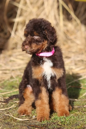 Wunderschöne Großpudel-Welpen in Schoko-Tan mit Ahnentafel suchen liebevolles Zuhause Choco Tan