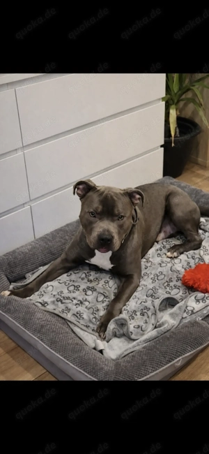 American Bully XL - Rüde - 1 Jahr alt - unkastriert 