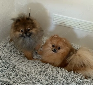 Pomeranian