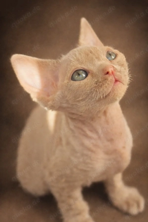 Mauwyn Devon Rex Kitten Lilac boutique raised