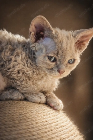 Mauwyn Devon Rex Kitten Lilac boutique raised Bild 4