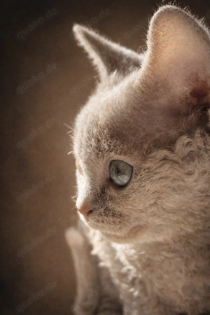 Mauwyn Devon Rex Kitten Lilac boutique raised Bild 5