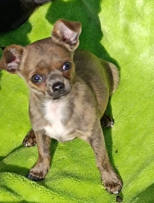 Gebe einen Chihuahua Jungen in verantwortungsvolle Hände ab