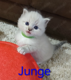 Reinrassige Ragdoll Kitten 