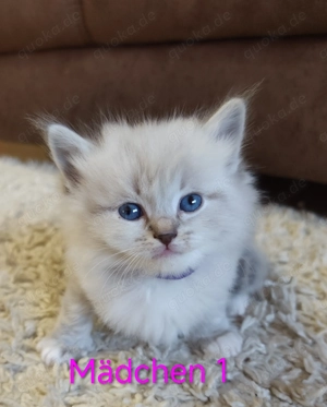 Reinrassige Ragdoll Kitten 