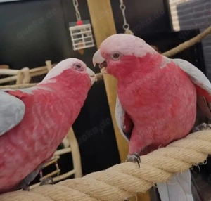 rosakakadus super zahm und sprechen mit papiere 