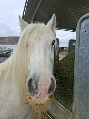 Stallsuche für meinen  Asthmatiker Tinker Wallach 
