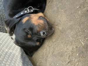 Liebevolle kuschelmaus sucht 