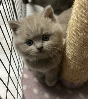 Brittisch Kurzhaar kitten Bkh 