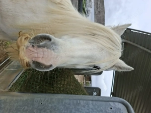 Stallsuche für meinen  Asthmatiker Tinker Wallach 