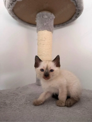 Siam Kitten