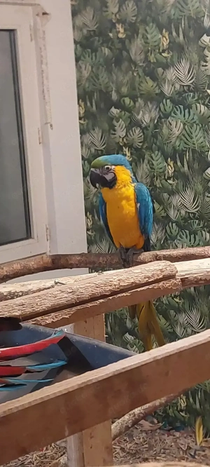 Dunkelrote aras Gelbbrust aras 