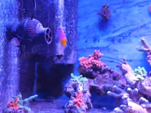 Gramma Loretto Meerwasser