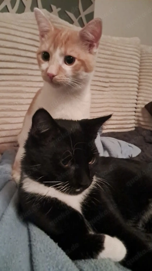 Zwei liebe Kater abzugeben