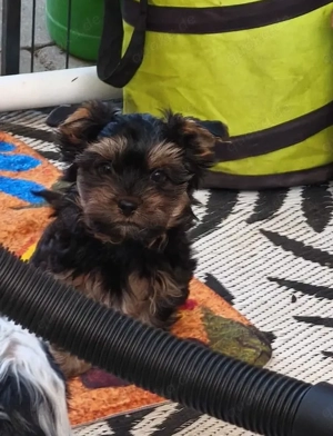 Yorkshire Terrier Welpen