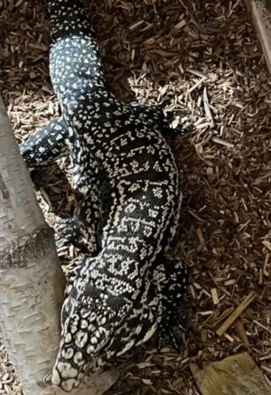 schwarz Weißer Teju  Teju 