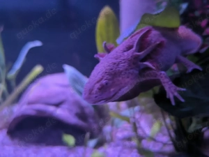 Axolotl Weibchen Copper 4 jahre alt , Bd frei